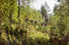 jutenheimen_04_TI_8.jpg (154741 byte)