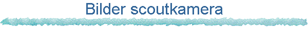 Bilder scoutkamera