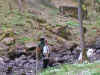 valle_vandring04050914_1.jpg (51603 byte)