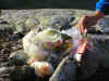 vandring_04_20.jpg (53212 byte)