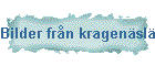 Bilder frn kragenslgret 2003